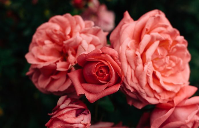 erol-ahmed-667953-unsplash