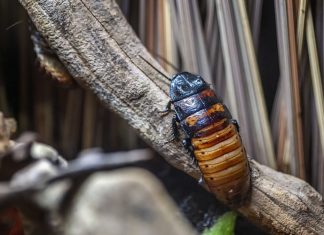 Живой экзотический таракан ползет по ветке.