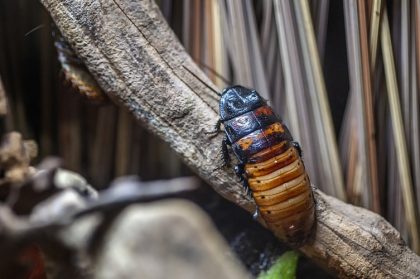 Живой экзотический таракан ползет по ветке.