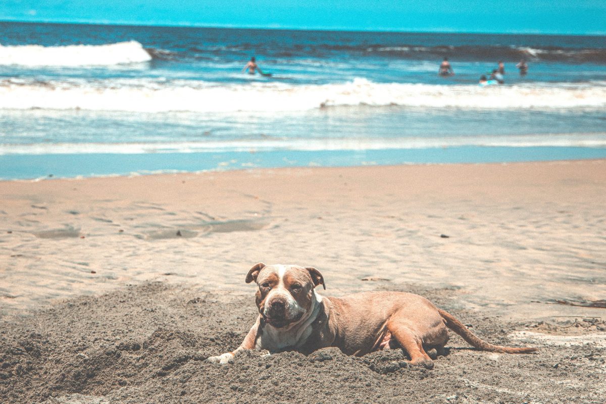 5 пород собак, которые не умеют плавать